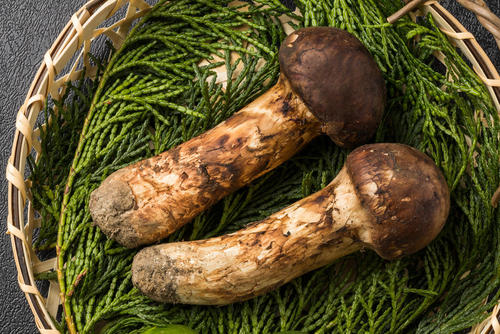 Рядовка мацутакэ. Грибы мацутакэ. Рядовка мацутакэ. Грибы рядовки мацутакэ. Рядовка мацутакэ.