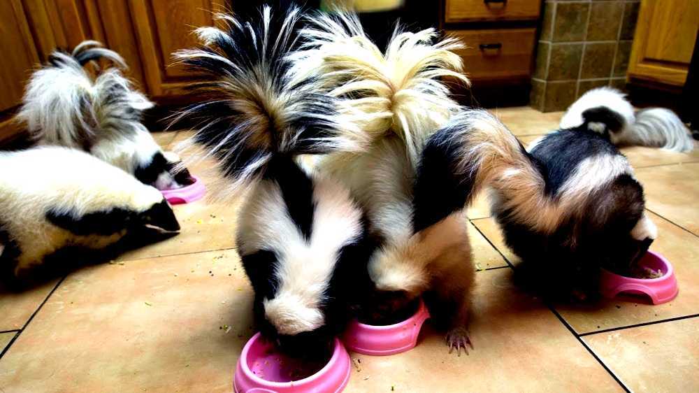 Skunks as pets