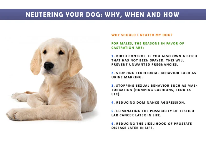 Beautiful How Much To Get A Female Dog Neutered View Illustration