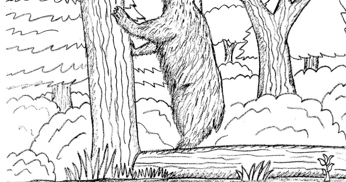 Robin's Great Coloring Pages: Black Bear and Grizzly Bear comparison