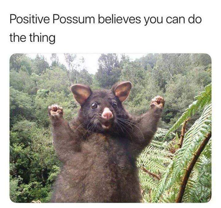 Positive Possum believes you can do the thing