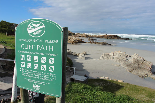 DICAS de viagem para VISITAR HERMANUS e ver baleias e mergulhar com tubarões | África do Sul