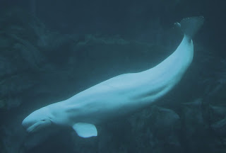 Beyaz balina