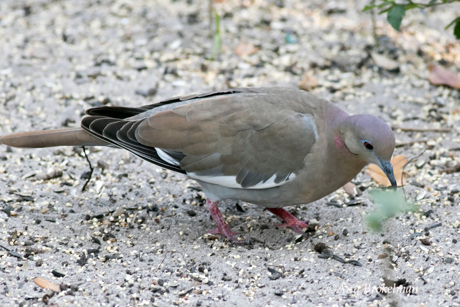 Ann Brokelman Photography White Winged Dove in Florida Lifer