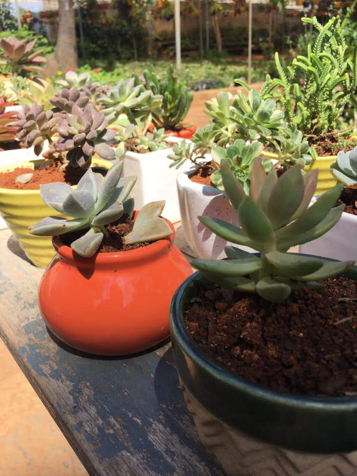 Succulents remove toxins and clean the air!