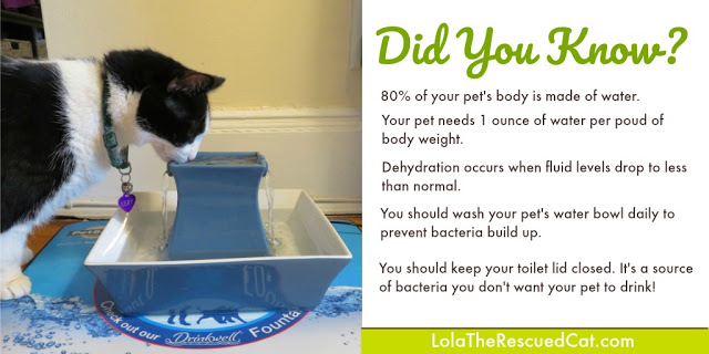 six signs your cat may be dehydrated