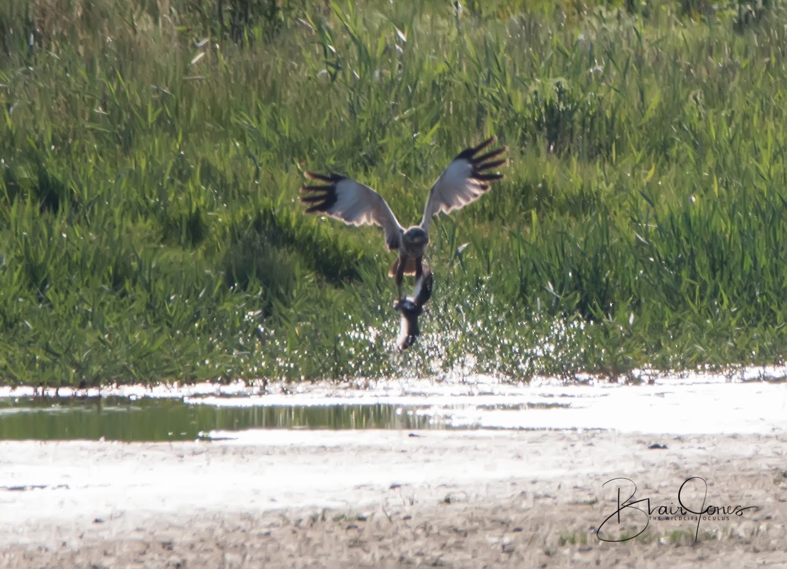 Redshank for tea
