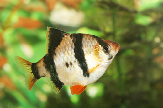 Jenis Ikan Sumatra Atau Tiger Barb Beserta Harganya Ikanesia.id