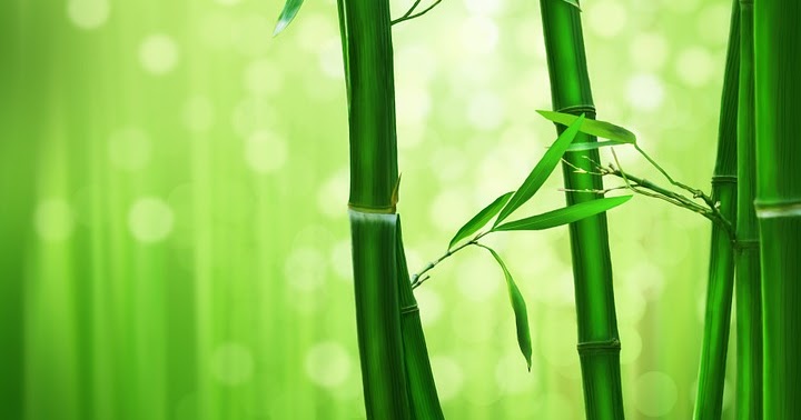 Pertumbuhan Dan Perkembangbiakan Pohon Bambu Media Ilmu Pertumbuhan Dan Perkembangbiakan Pohon Bambu Media Ilmu