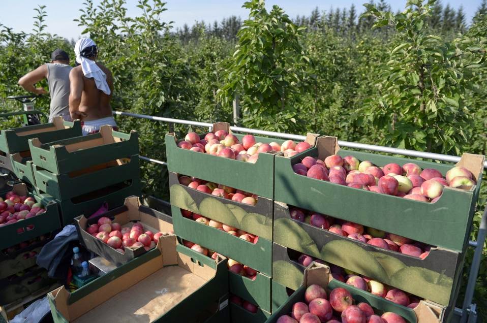 (ΚΟΣΜΟΣ)«Φάτε μήλα κατά του Πούτιν»: Η πολωνική εκστρατεία κατά του ρωσικού εμπάργκο