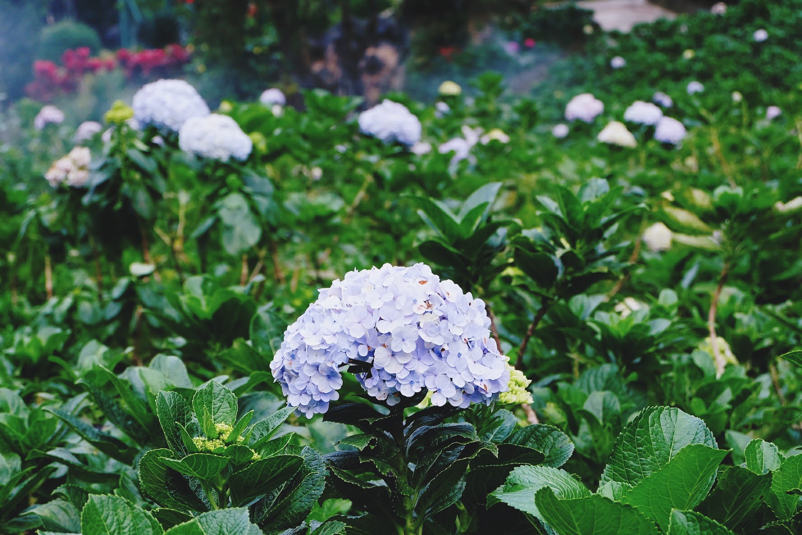 Alice Jean S Flower Of The Season Hydrangea