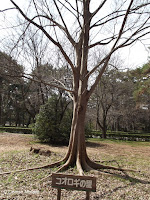 Tree with star-shaped roots - Kyoto Gyoen National Garden, Japan