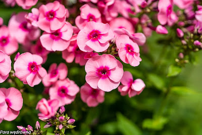 Powsin ogród botaniczny PAN rośliny kwitnące