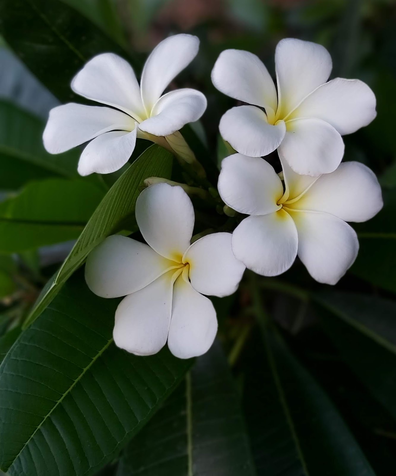 Jaipur Garden Plumeria Blooming season
