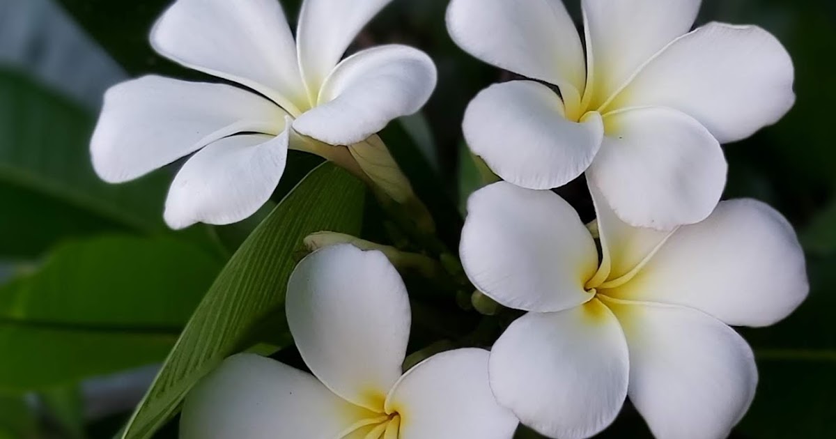 Jaipur Garden Plumeria Blooming season