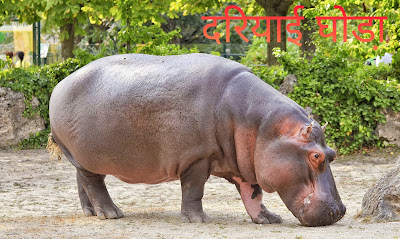 दरियाई घोड़े के बारे में जानकारी Hippopotamus Information In Hindi