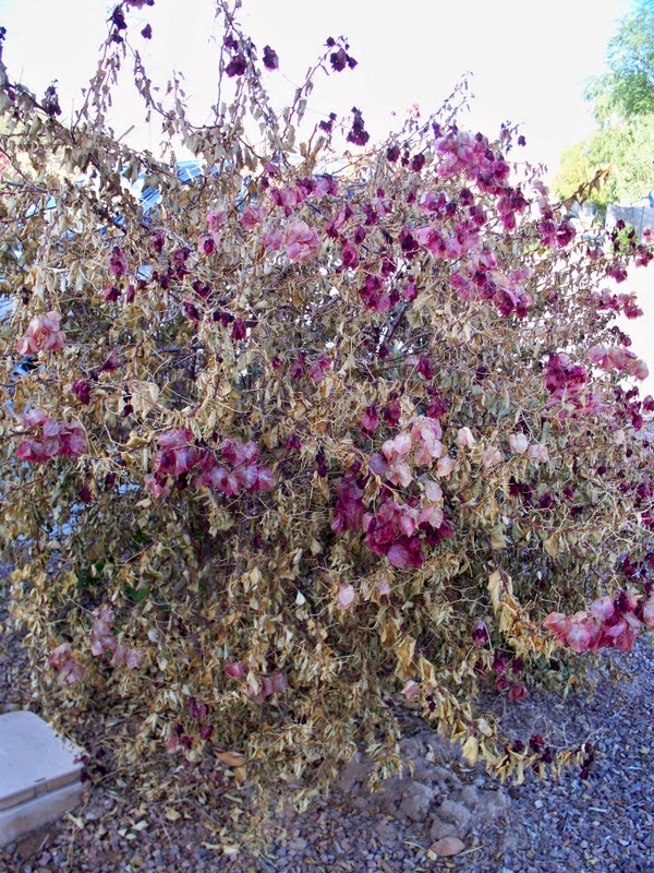 Xtremehorticulture of the Desert Saving Bougainvillea From Freeze Damage