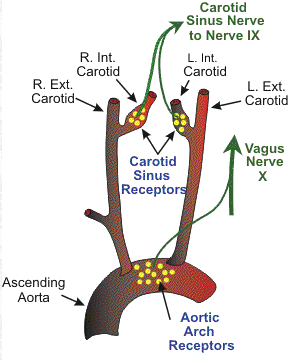Arterial baroreceptors