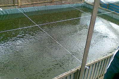 makanan ikan mujair biar cepat besar,cara budidaya ikan mujair di kolam tembok,budidaya ikan mujair di rumah,cara pembesaran ikan mujair, makanan ikan mujair biar cepat besar,cara budidaya ikan mujair di kolam tembok,budidaya ikan mujair di rumah,cara pembesaran ikan mujair,