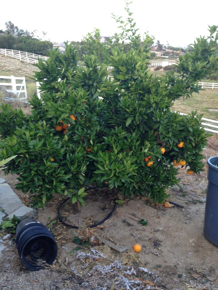 I Eat with Scoops, Shovels and Spade Blood Orange Harvest