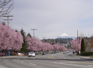 PINK TREES WITH MT PILCHUCK