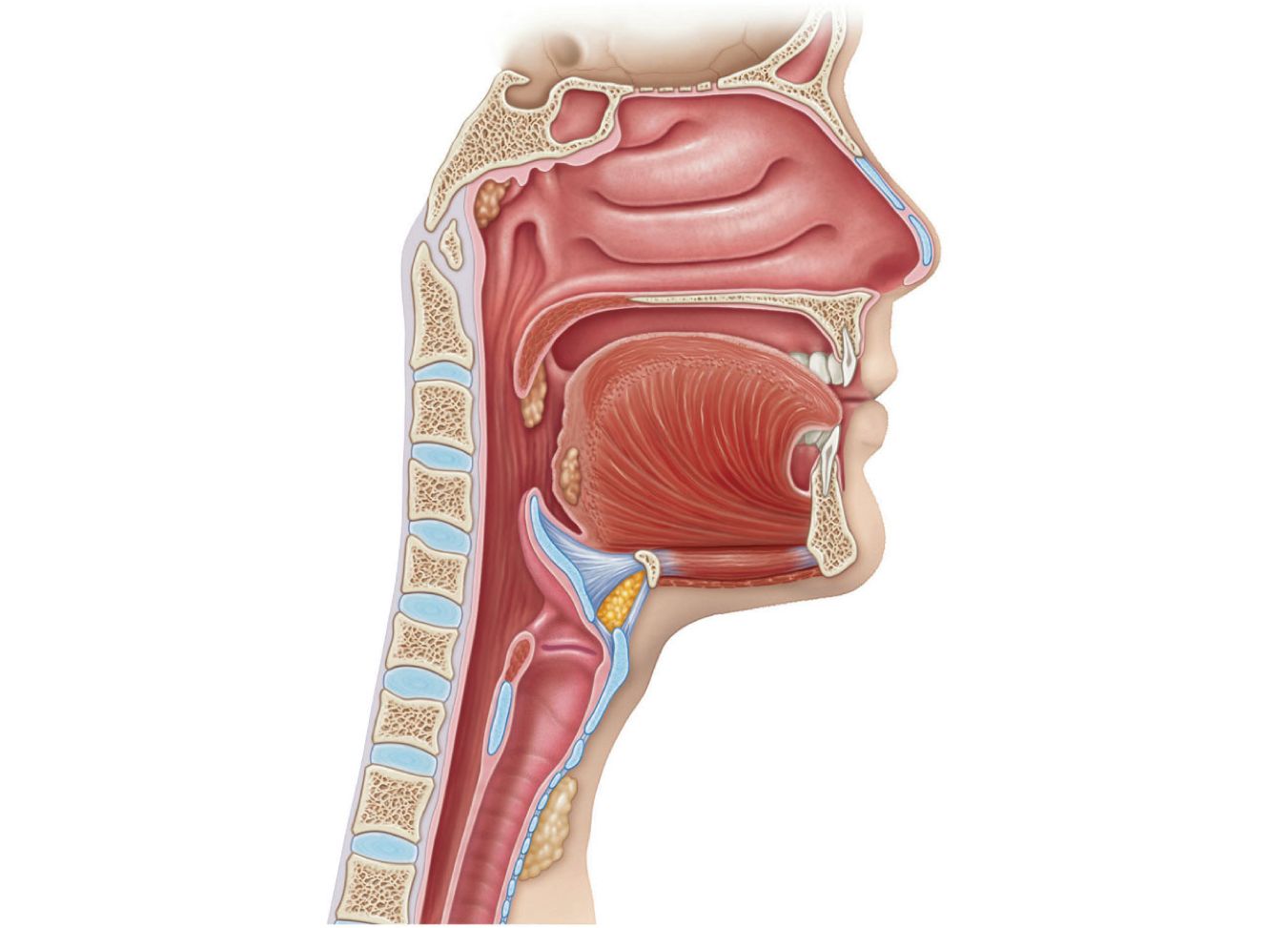 Носовая полость ротовая полость. Larynx трахея.