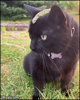 Amazing Cat GIF • Funny black cat with a green lizard on his head [ok-cats.com]