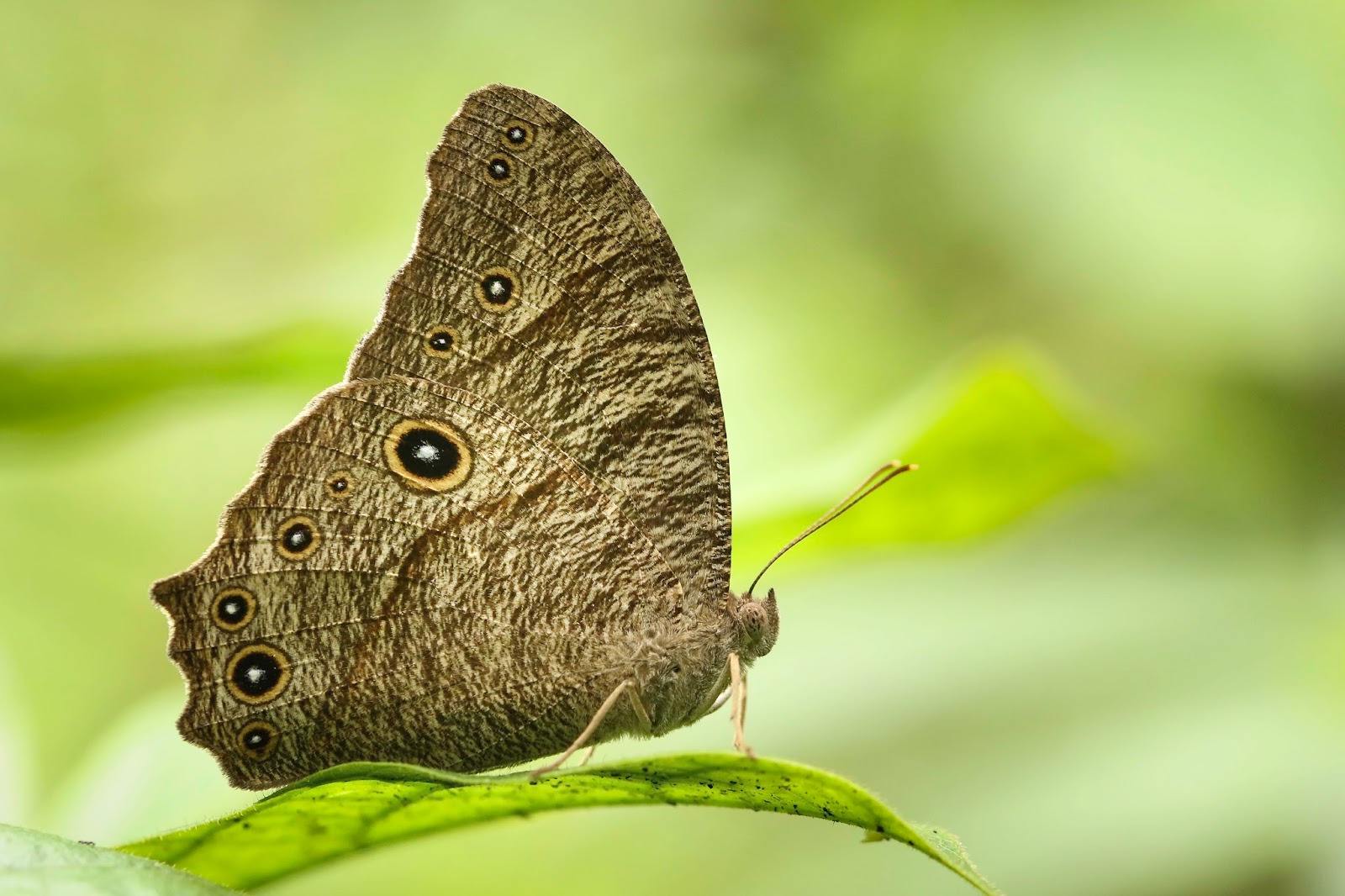 Butterflies of Vietnam 34. Melanitis leda leda (The Common Evening Brown)