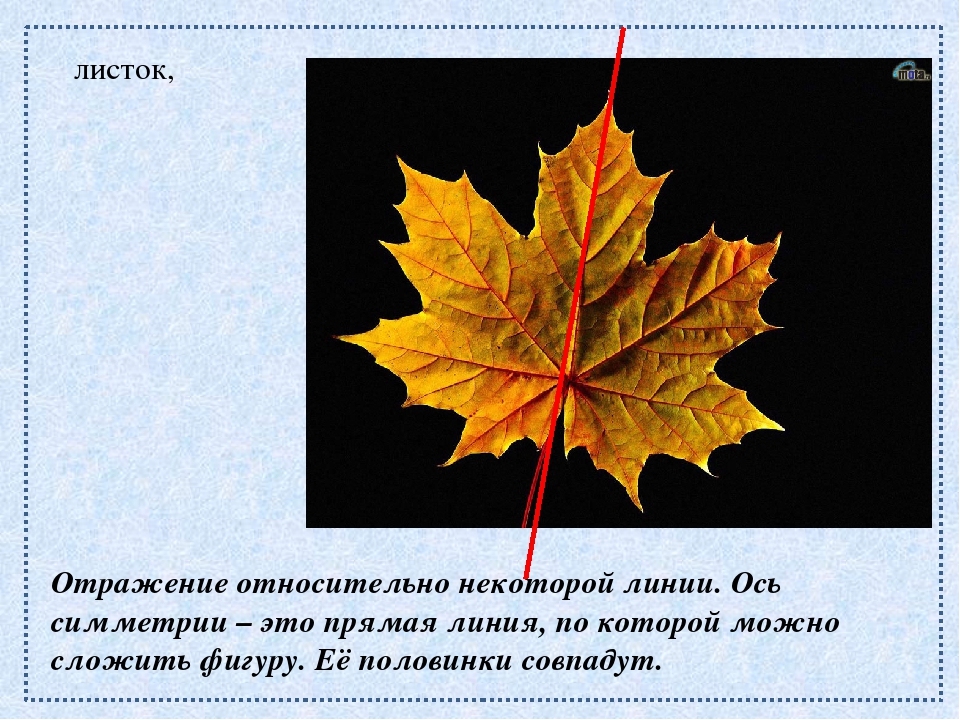 краевой рост листа. побег и почки, строение стебля и листа. симметричный лист клена. кленовый лист симметрия. симметрия.