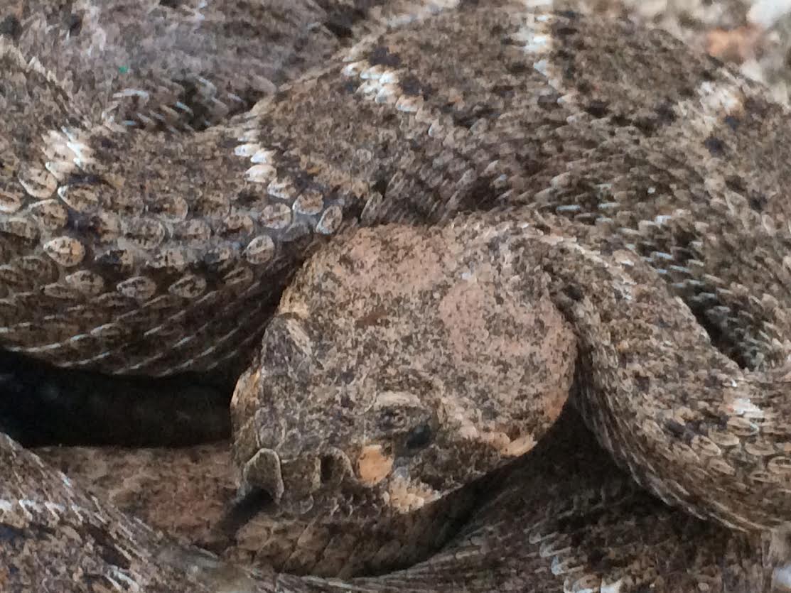 Crotalus Atrox Morphs : crotalus atrox – EYRN
