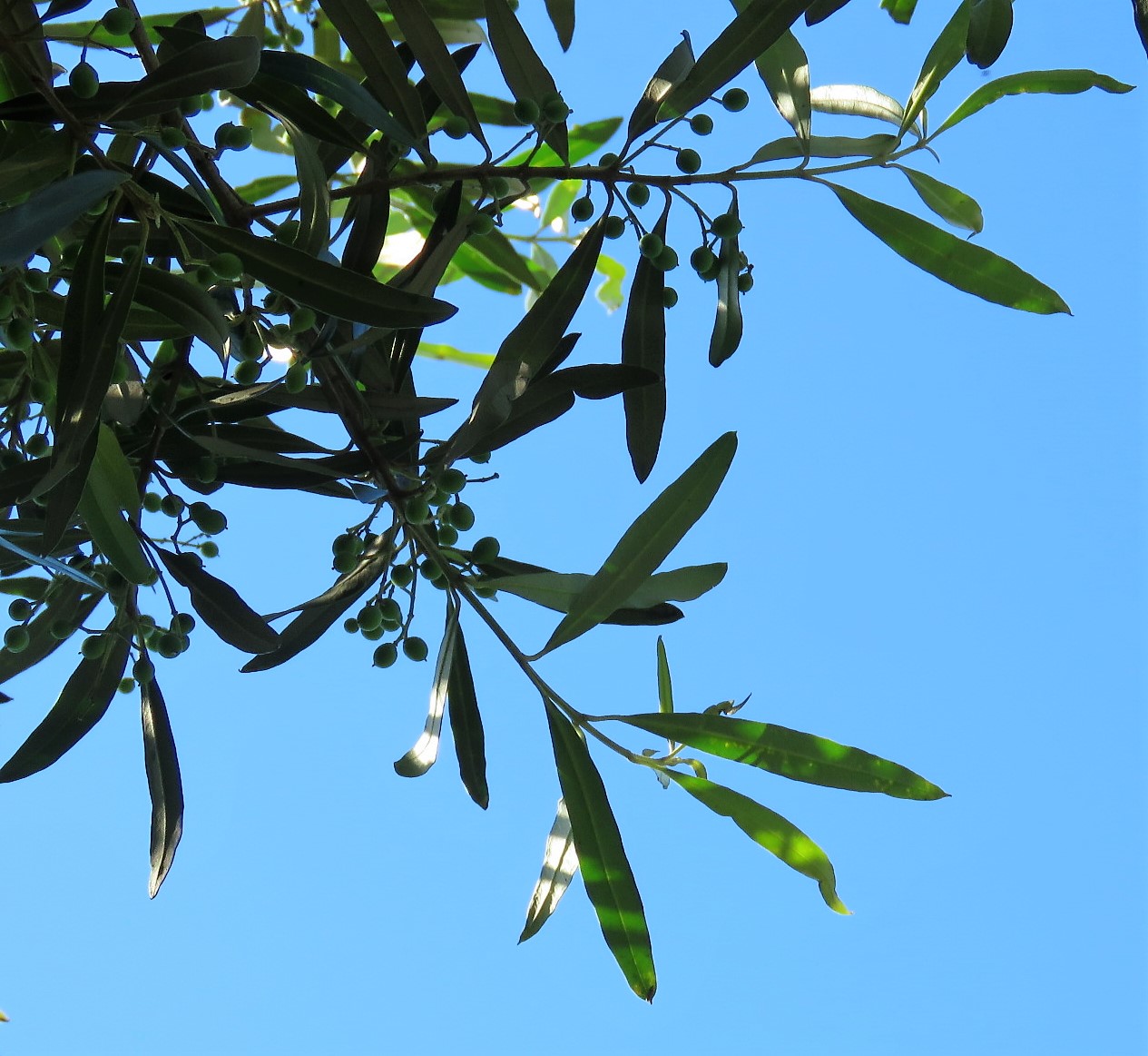 AUTRES DIRECTIONS FOUND IN THE GARDEN 4 AN OLIVE BRANCH