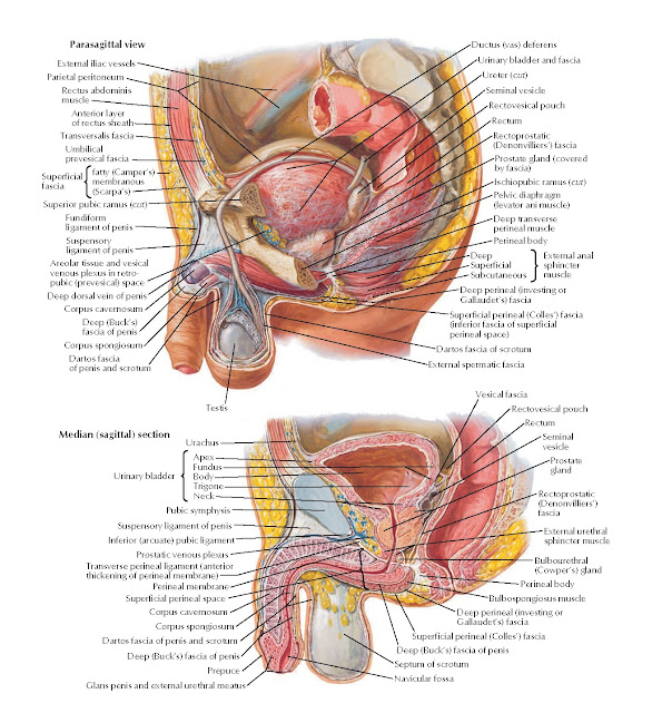 Pelvic Viscera and Perineum: Male Anatomy