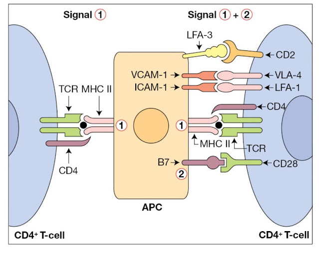 Activation of resting T‐cells
