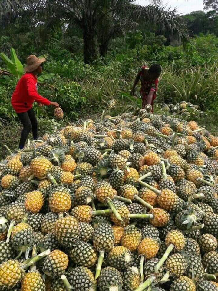 How To Start, Succeed In Pineapples Farming Business Boki Blog — News