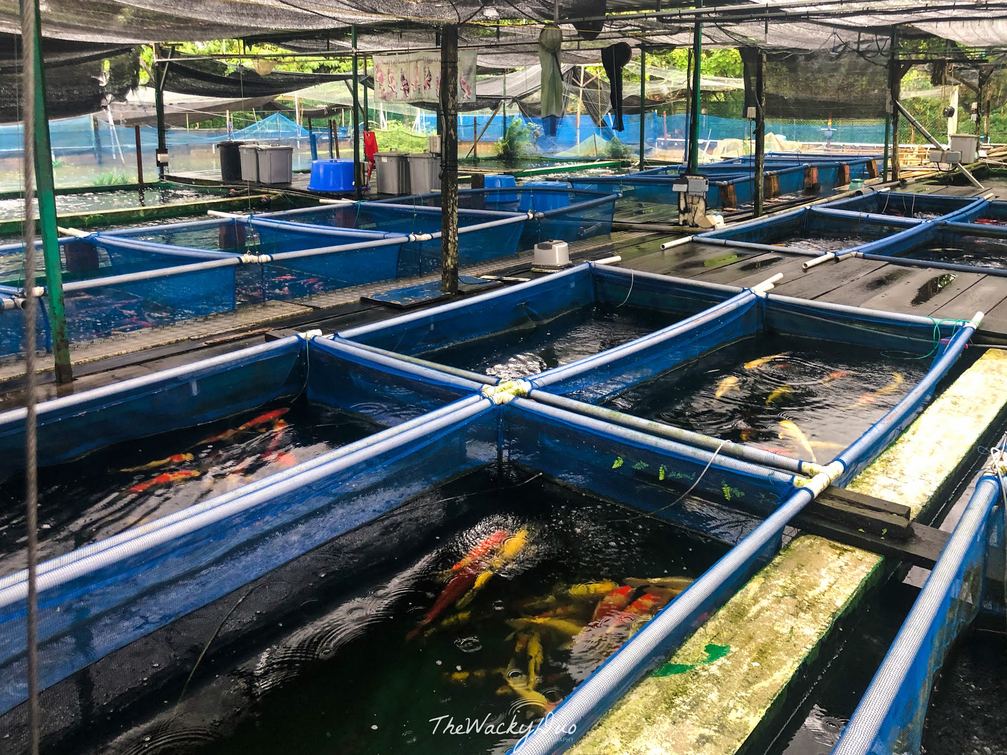 Marugen Koi Farm Review Afforable Japanese Koi in Singapore Singapore