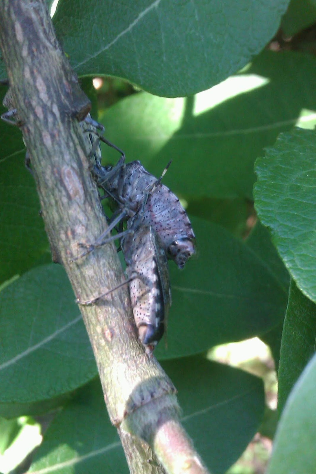 Frau Frieda Insektensommer 2019 Oder Fressen Und Gefressen