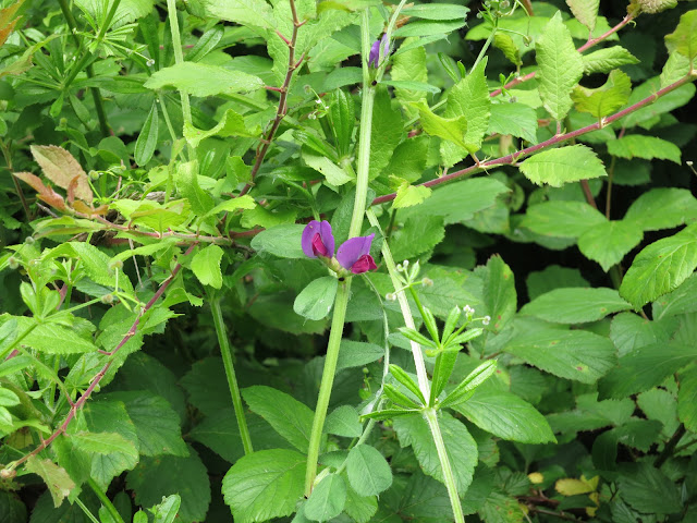 Purple vetch flower with brambles and other hedgerow plants.