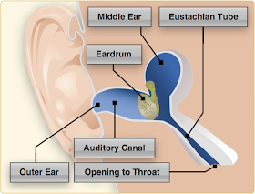 Aeromedical factors essay 06 picture