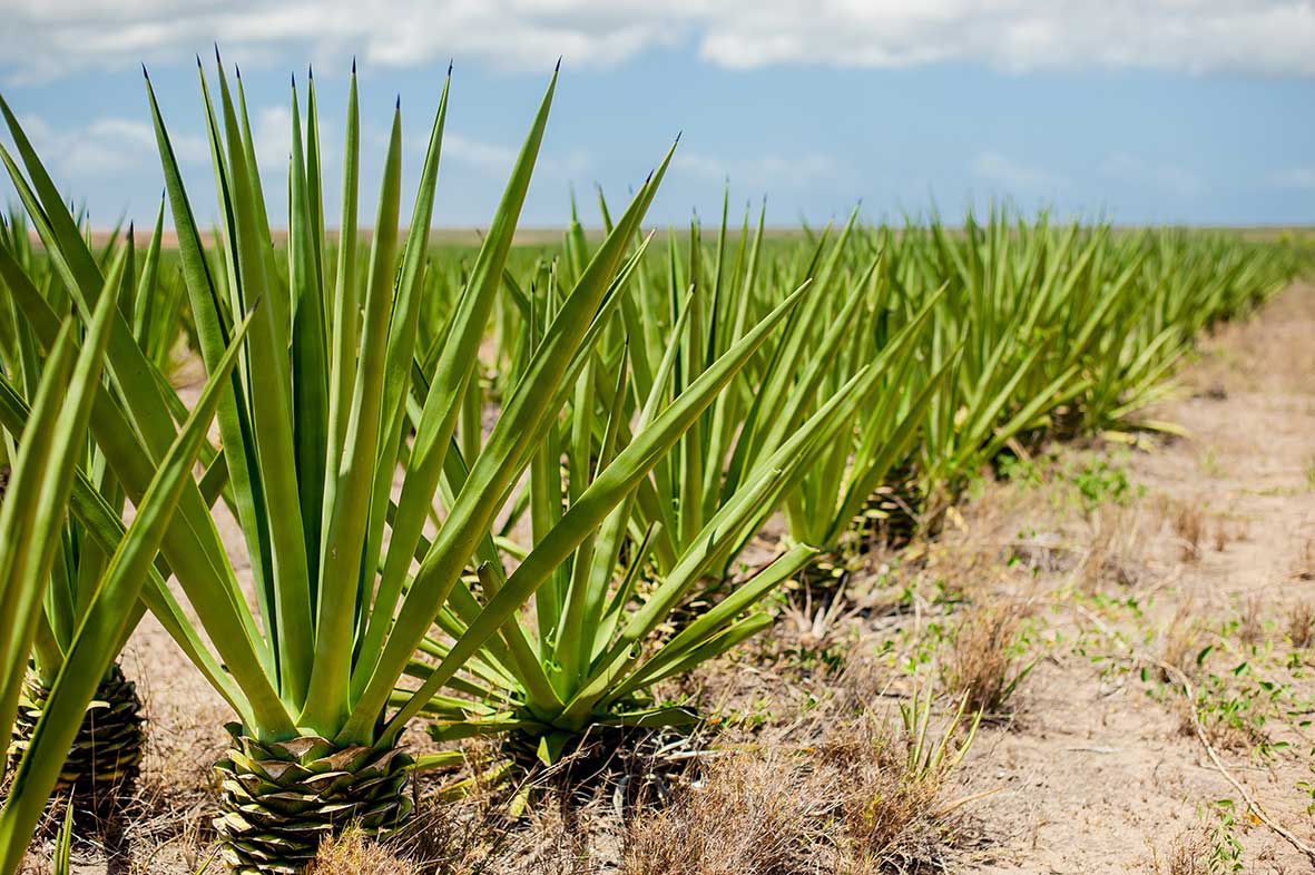 KILIMO BORA CHA KATANI/MKONGE (SISAL) MUUNGWANA BLOG