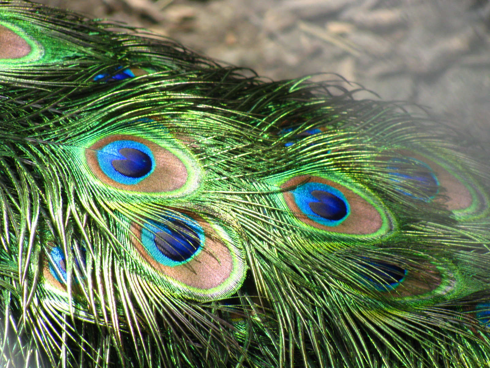 Great Ideas For The Busy Little Bride Peacock Feathers For Your Wedding great-ideas-for-the-busy-little-bride-peacock-feathers-for-your-wedding