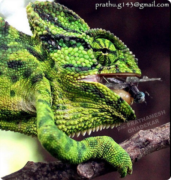 Индийский хамелеон. Chamaeleo zeylanicus. Хамелеон в Индии. Индийский хамелеон романтика.