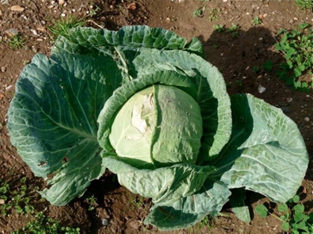 VOTANA HEPOKRATES Λάχανο Brassica oleracea