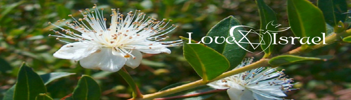 Eagle of Dan: THE MYRTLE TREES OF ISRAEL