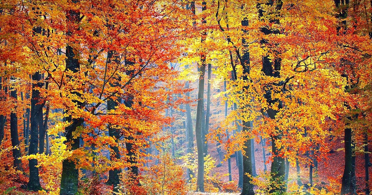 AUTUMN is a stunning time of year & here's my 5 favourite Autumn places