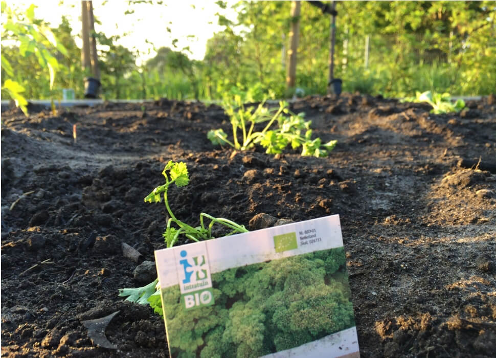 moestuin broccoli