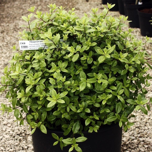 Growth Habits And Progress Of Six Pittosporum Tenuifolium Selections