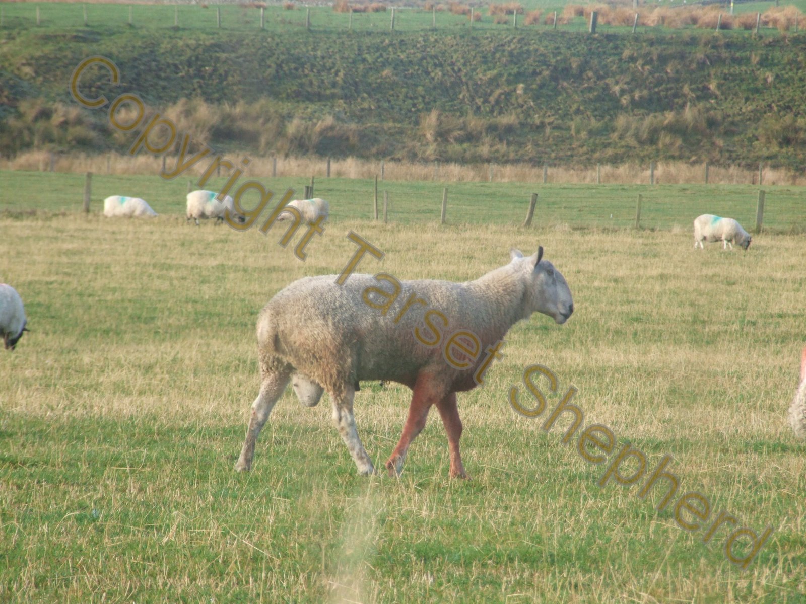 Shepherd's blog: Raddling