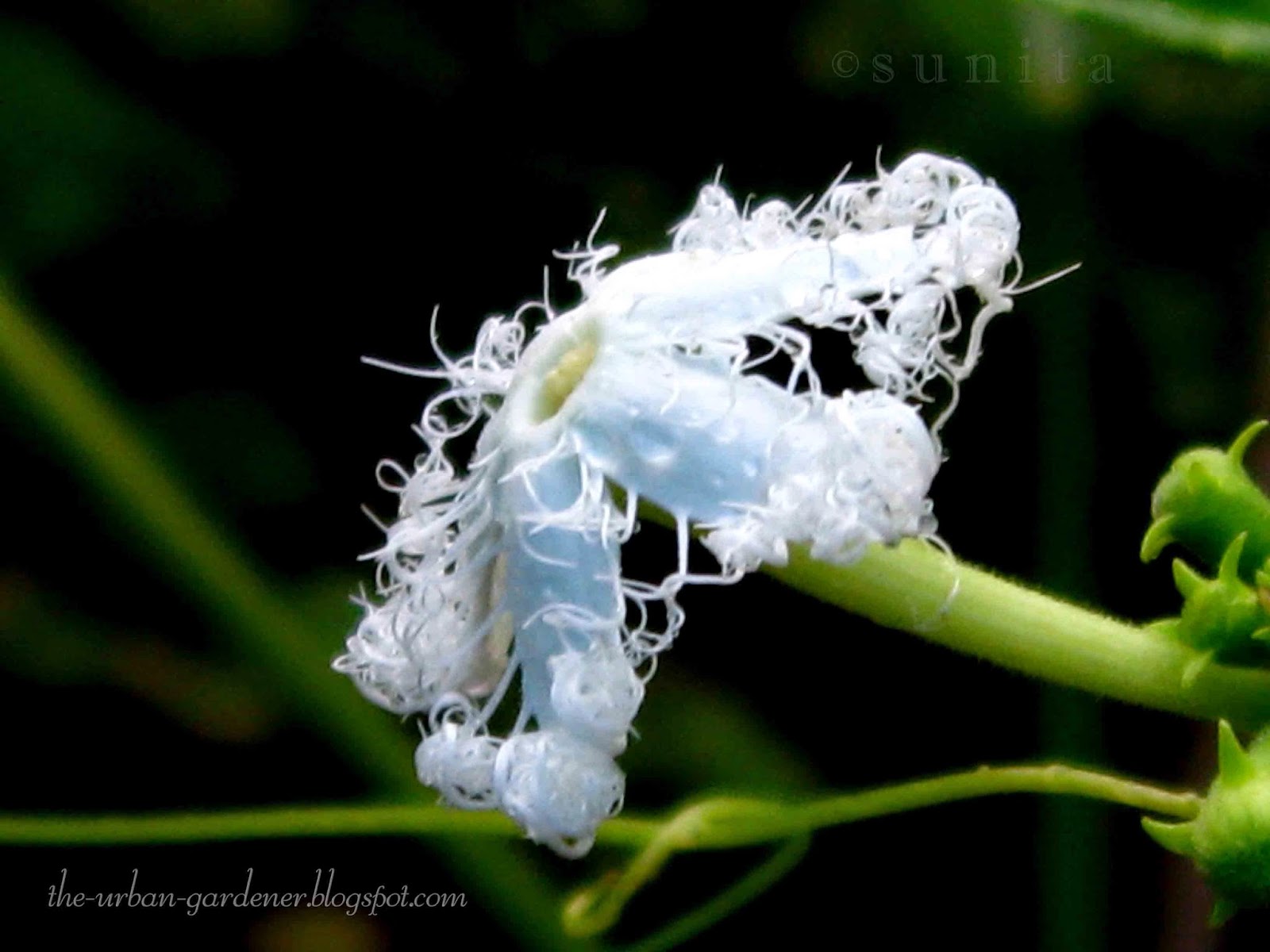 white flower of Snake Gourd vegetable. Decorative flowers of vegetables.
