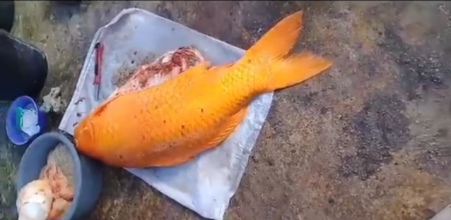 Ikan Mas Danau Toba Mati, Nasib Ikan Mas Danau Toba Mati Terbaru