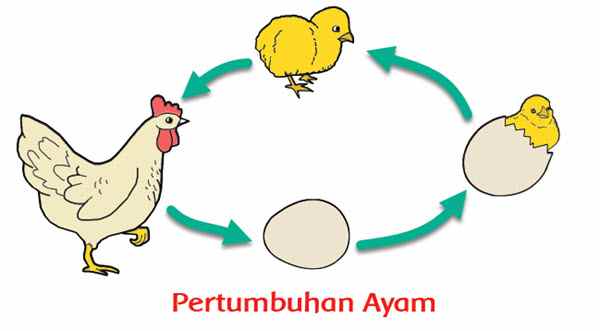 Daut AYam